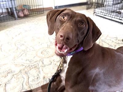 Enlarge Nova, a Adoptable German Shorthaired Pointer in Menlo Park, CA image 1/1