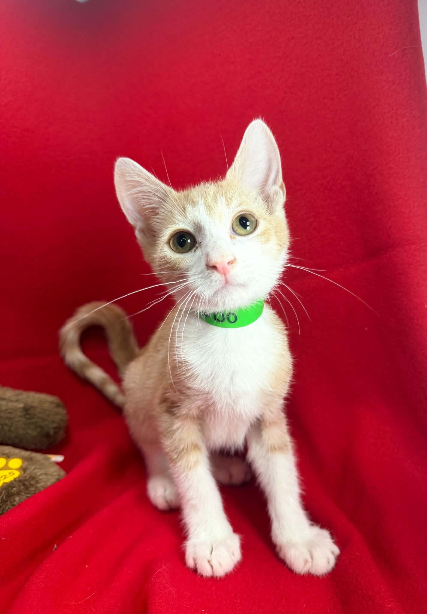 Komodo, adopted, Kitten Male Domestic Short Hair.