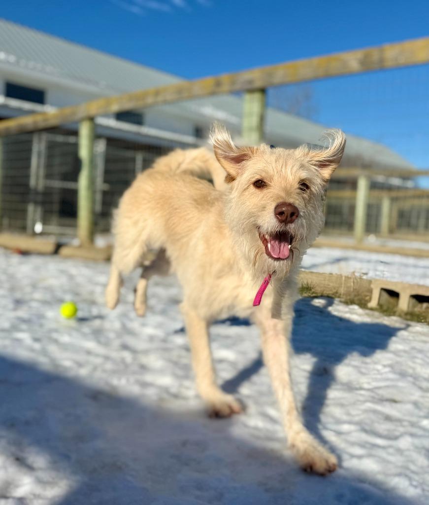 Dolly, Adopted, Adult Female Wirehaired Terrier & Mixed Breed.