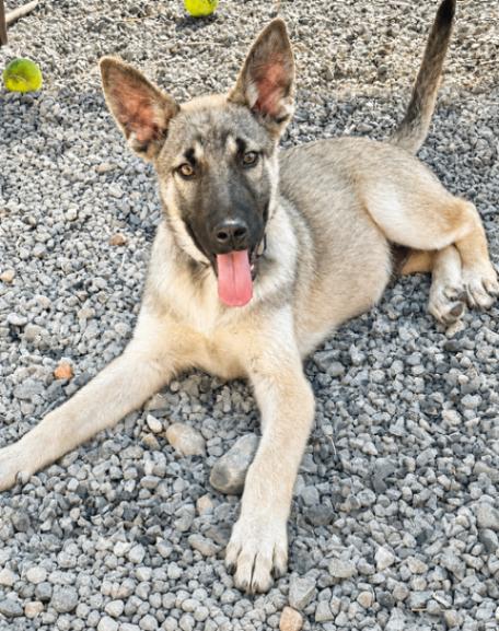 Evers, Adoptable, Young Male German Shepherd Dog.