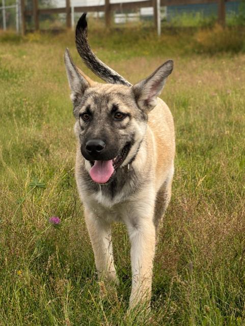 Evers, a Adoptable mixed breed in Seattle, WA image 3/6