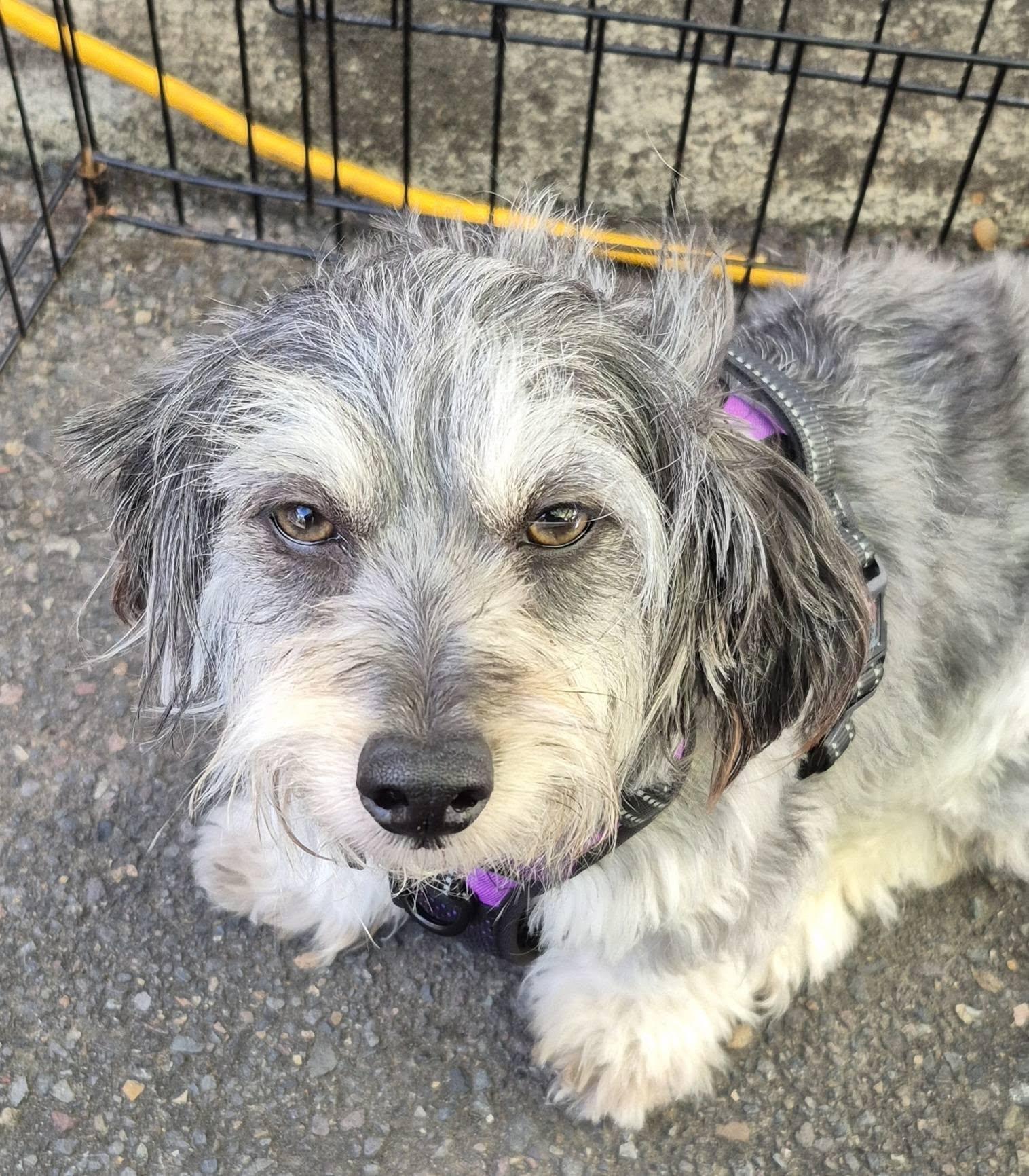 Mallory, ADOPTABLE, Young Female Miniature Poodle.