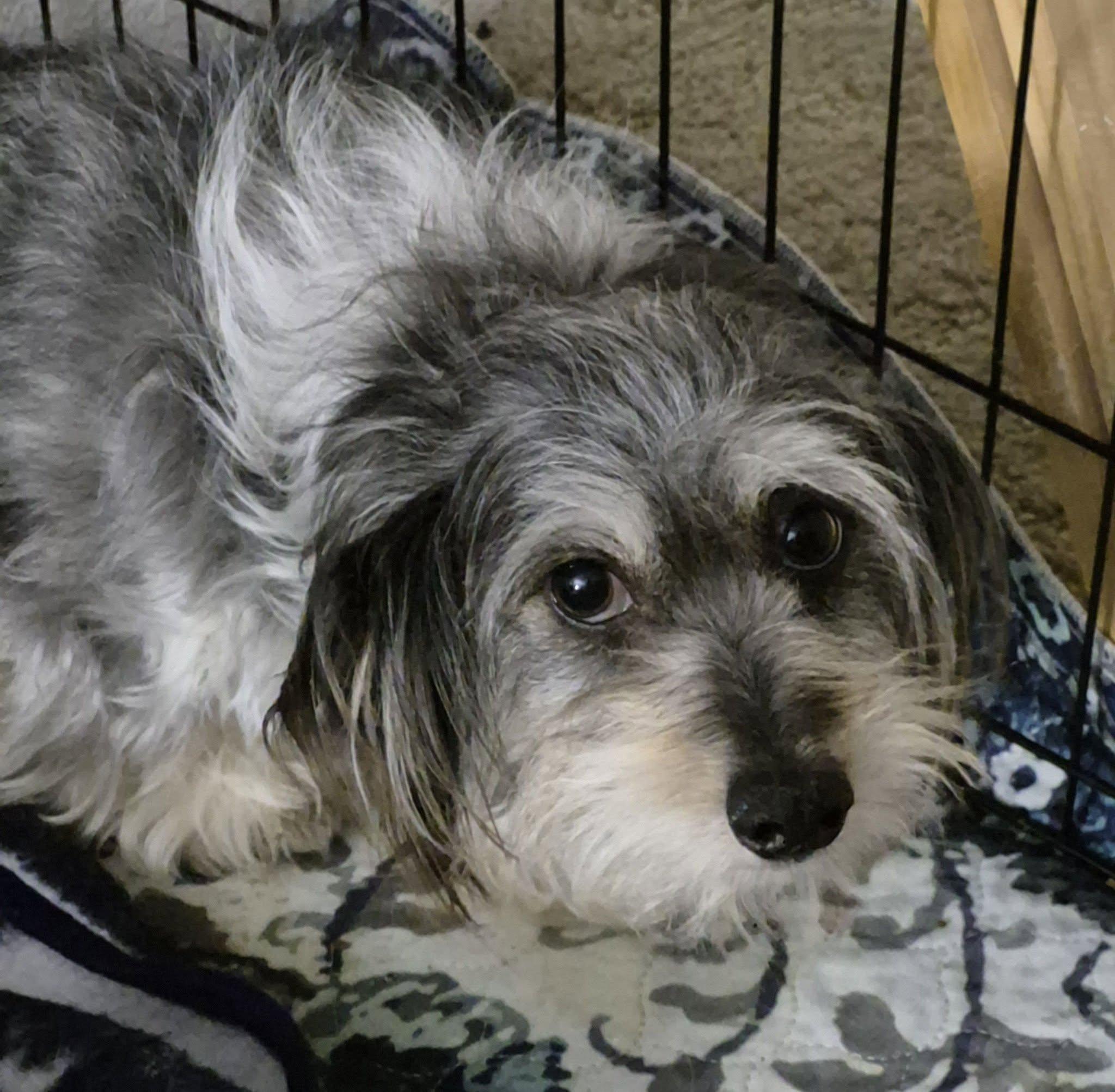 Mallory, a ADOPTABLE mixed breed in Eugene, OR image 3/3