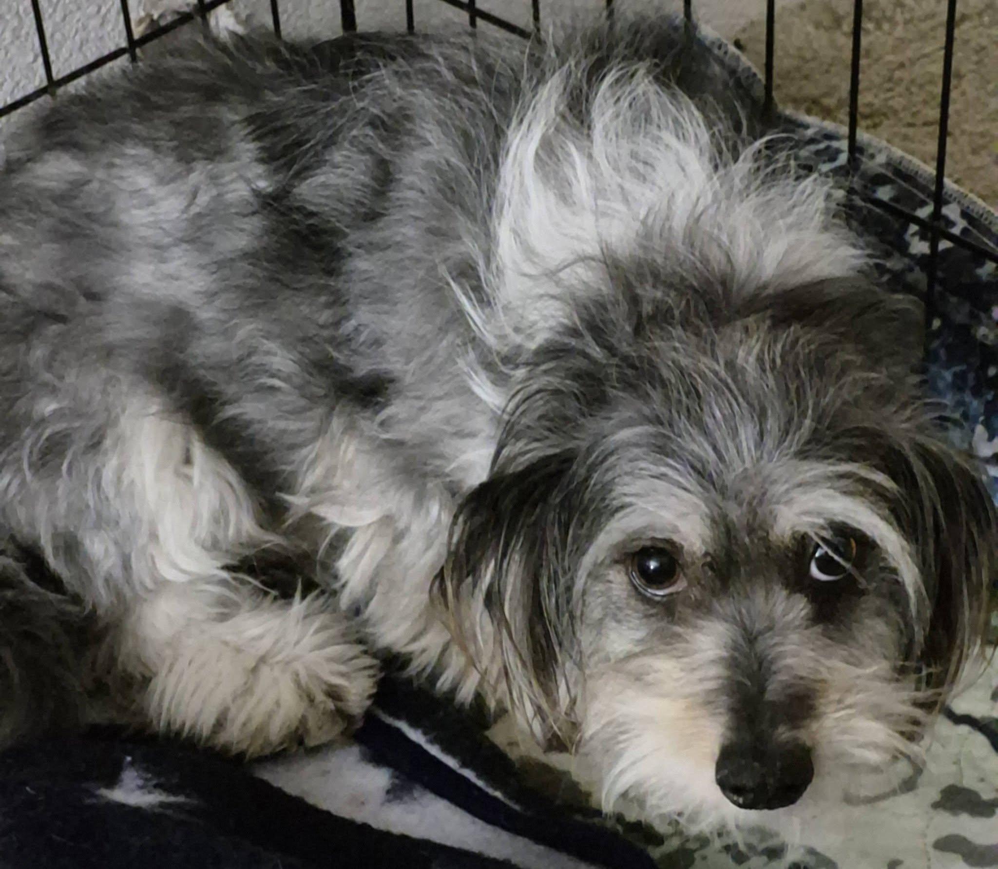 Mallory, a ADOPTABLE mixed breed in Eugene, OR image 2/3