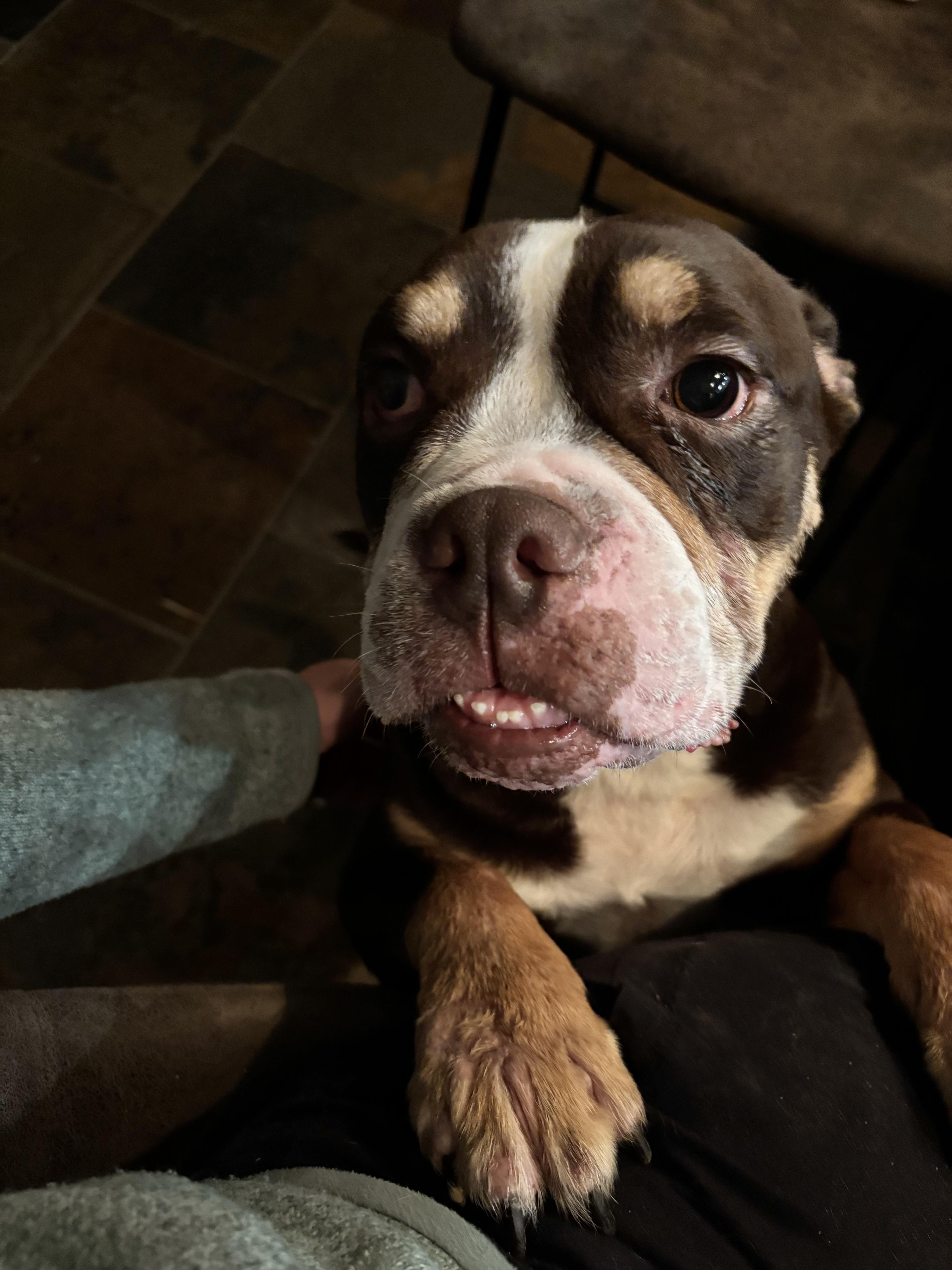 Enlarge Moose, a ADOPTABLE mixed breed in Athens, TX image 2/6