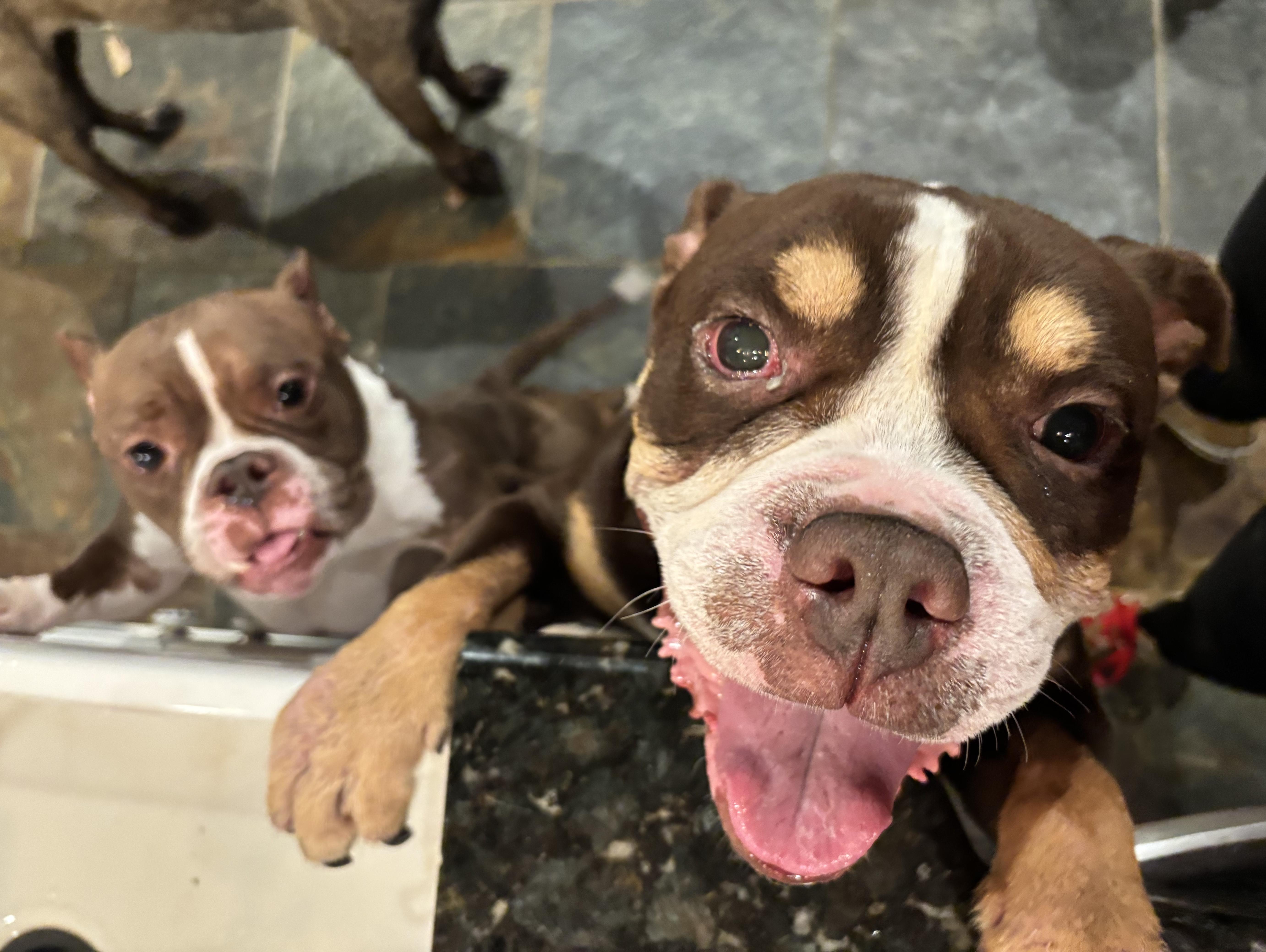 Enlarge Moose, a ADOPTABLE mixed breed in Athens, TX image 5/6