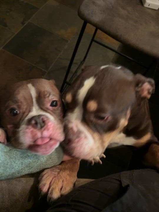 Enlarge Moose, a ADOPTABLE mixed breed in Athens, TX video 6/6