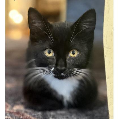 Hank Wayside, needs young cat buddy, a Adoptable mixed breed in Hudson, MA image 1/3