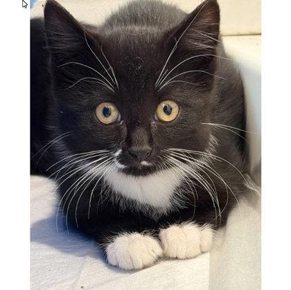 Hank Wayside, needs young cat buddy, a Adoptable mixed breed in Hudson, MA image 2/3