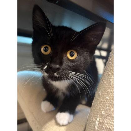 Hank Wayside, needs young cat buddy, a Adoptable mixed breed in Hudson, MA image 3/3