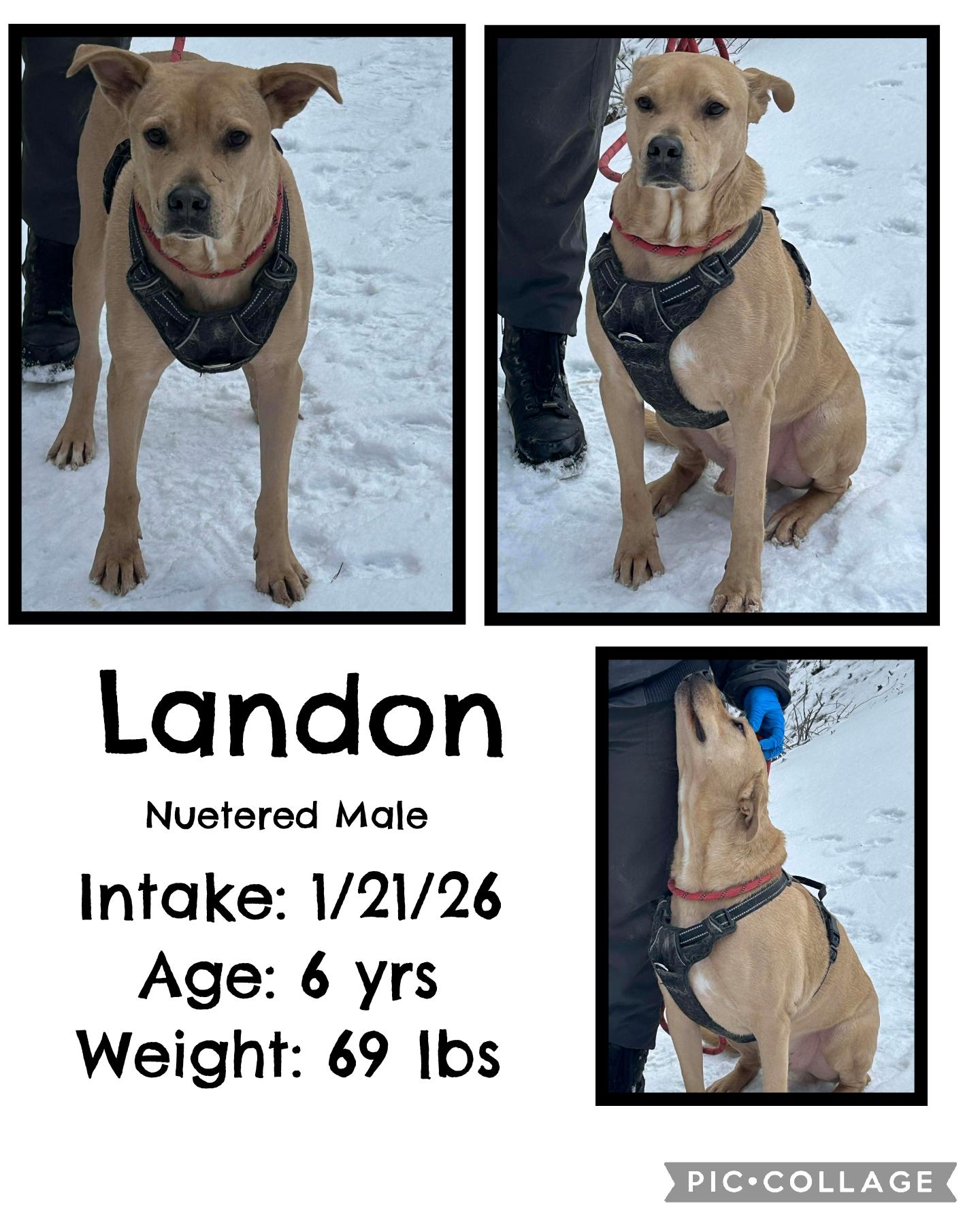 Landon, ADOPTABLE, Adult Male Labrador Retriever.