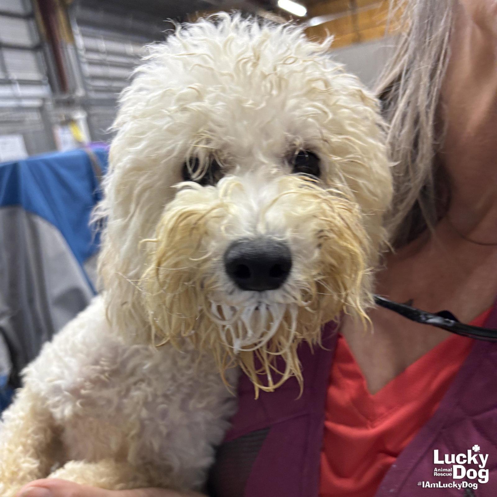 Puff, Adopted, Young Male Poodle.