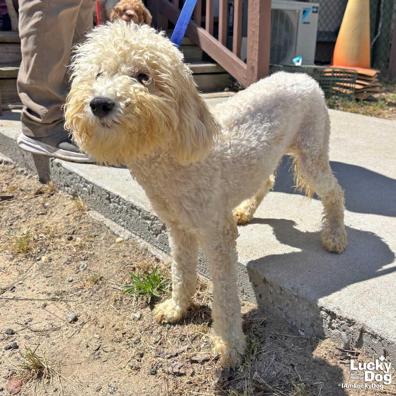 Enlarge Puff, a Adopted Poodle in Washington, DC image 2/3