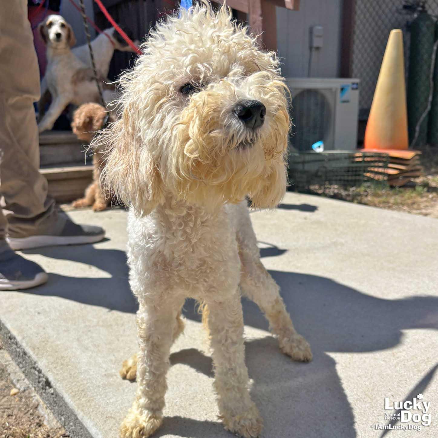 Enlarge Puff, a Adopted Poodle in Washington, DC image 3/3