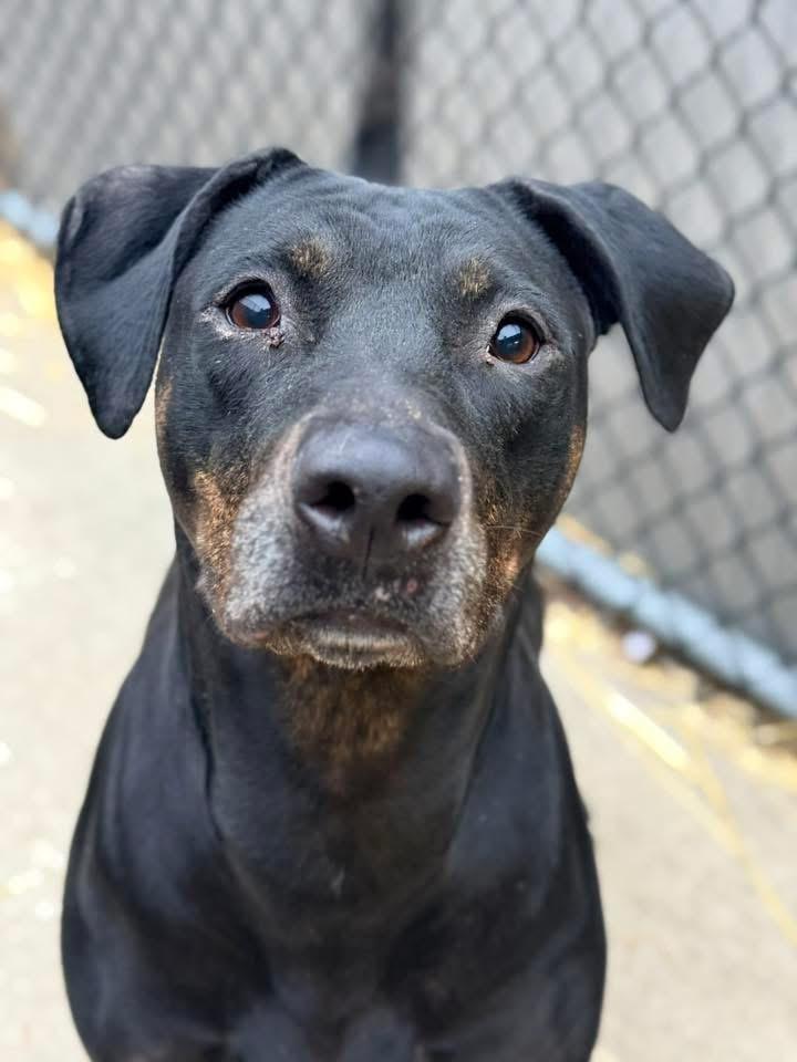 Enlarge Zuma, a ADOPTABLE mixed breed in Chicago, IL image 4/5