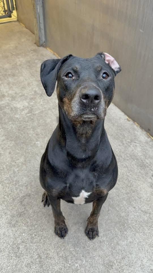 Enlarge Zuma, a ADOPTABLE mixed breed in Chicago, IL image 3/5