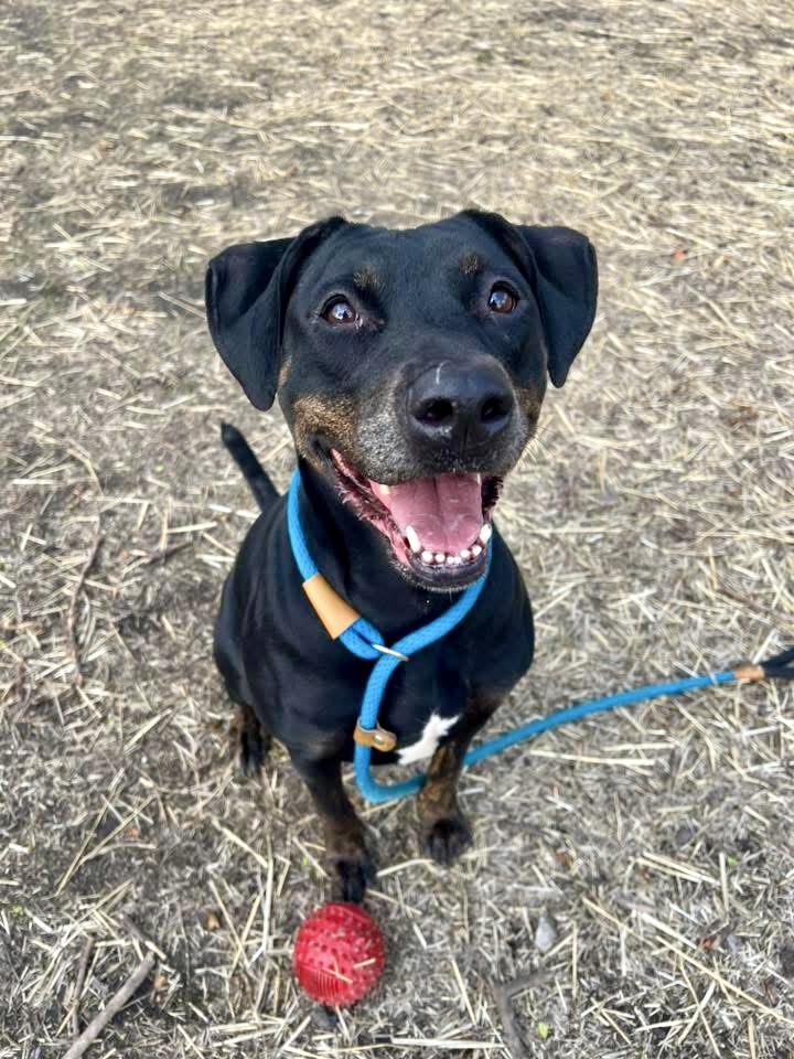 Zuma, ADOPTABLE, Senior Female Doberman Pinscher & Pit Bull Terrier.
