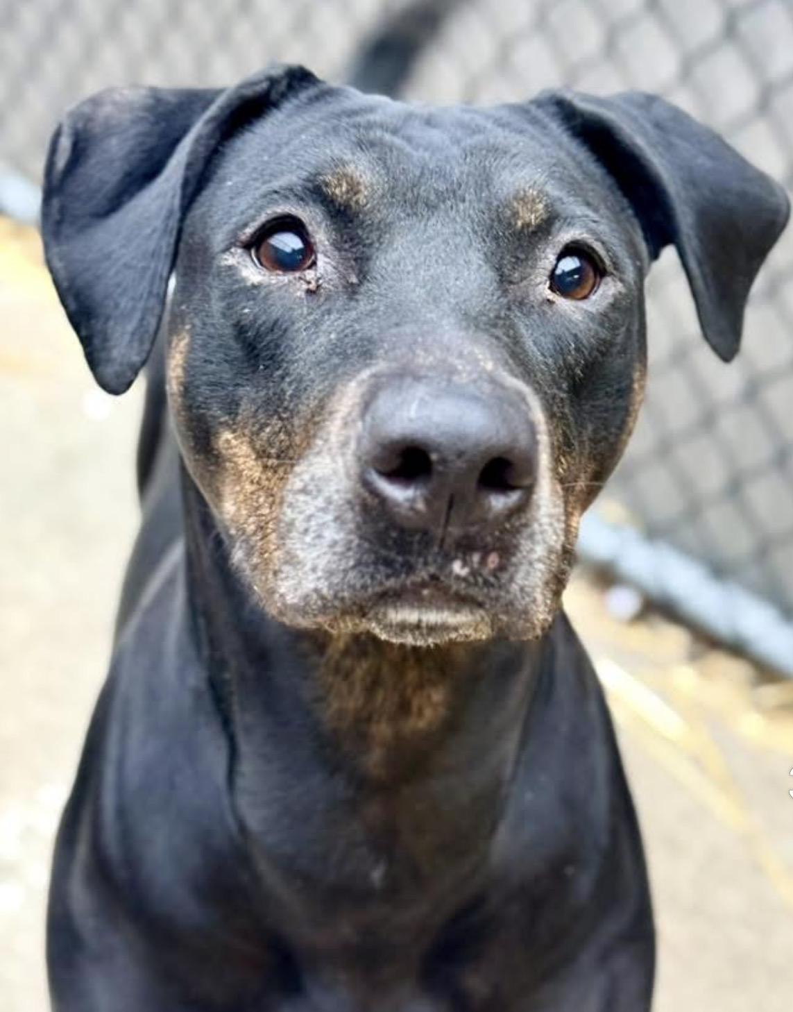 Enlarge Zuma, a ADOPTABLE mixed breed in Chicago, IL image 2/5