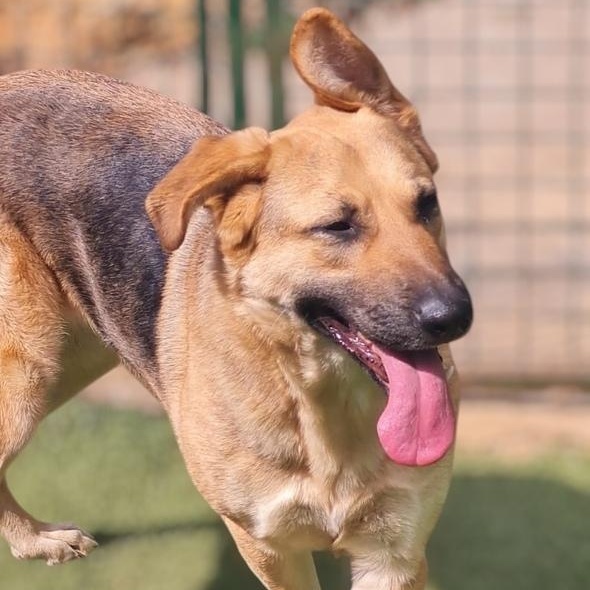 Enlarge Ms. Sunshine Sasha, a Adoptable mixed breed in Vancouver, BC image 4/5