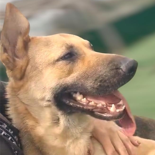 Enlarge Ms. Sunshine Sasha, a Adoptable mixed breed in Vancouver, BC image 3/5