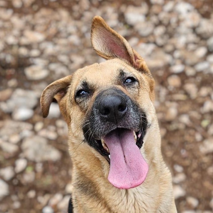 Ms. Sunshine Sasha, Adoptable, Adult Female German Shepherd Dog.