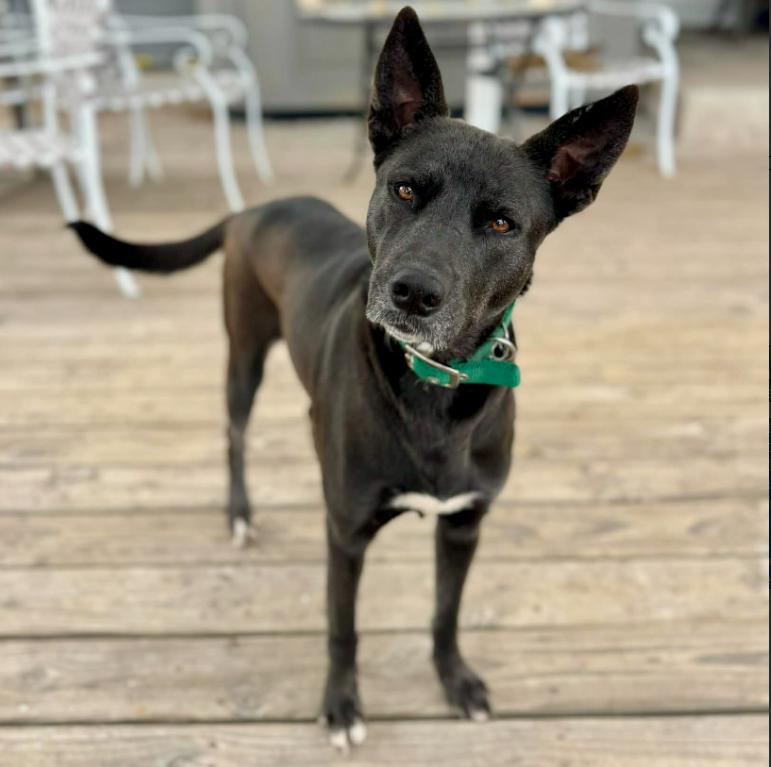 Pearl, ADOPTABLE, Adult Female German Shepherd Dog & Labrador Retriever.