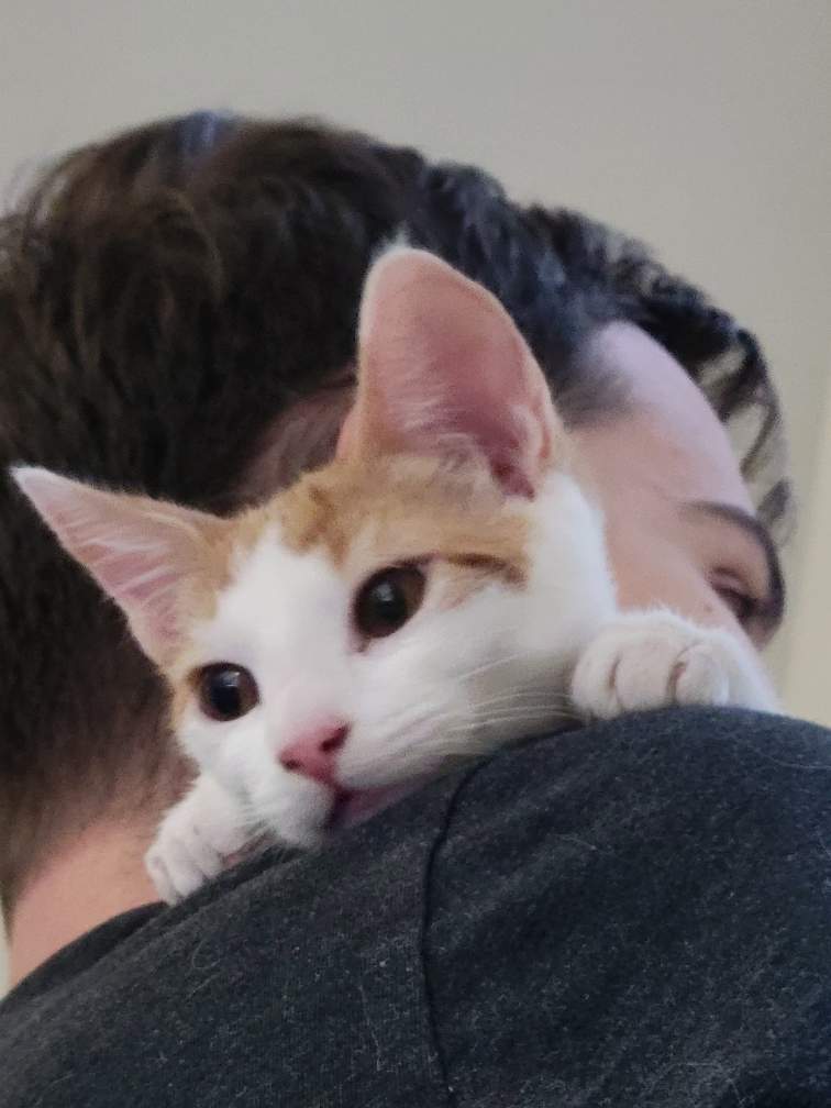 Queso thumbnail 3
