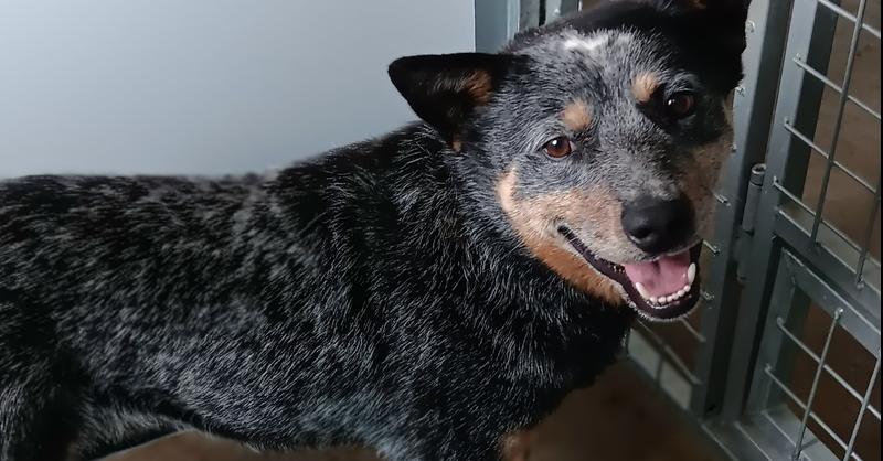 Enlarge Rocco, a Adoptable Australian Cattle Dog / Blue Heeler in Challis, ID image 1/1