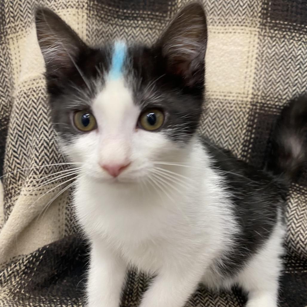 Crunch, a Adoptable Domestic Short Hair in Spokane, WA image 1/3