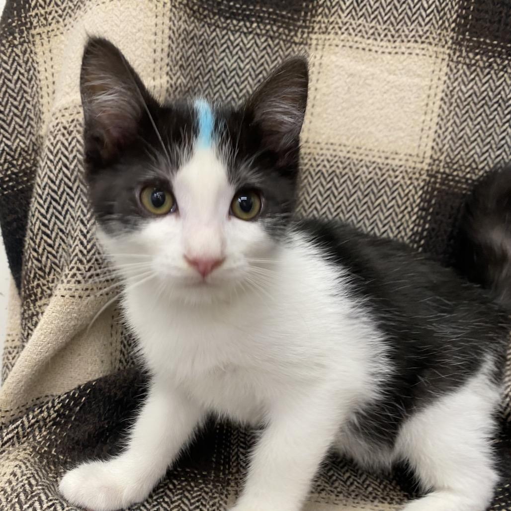 Crunch, a Adoptable Domestic Short Hair in Spokane, WA image 2/3