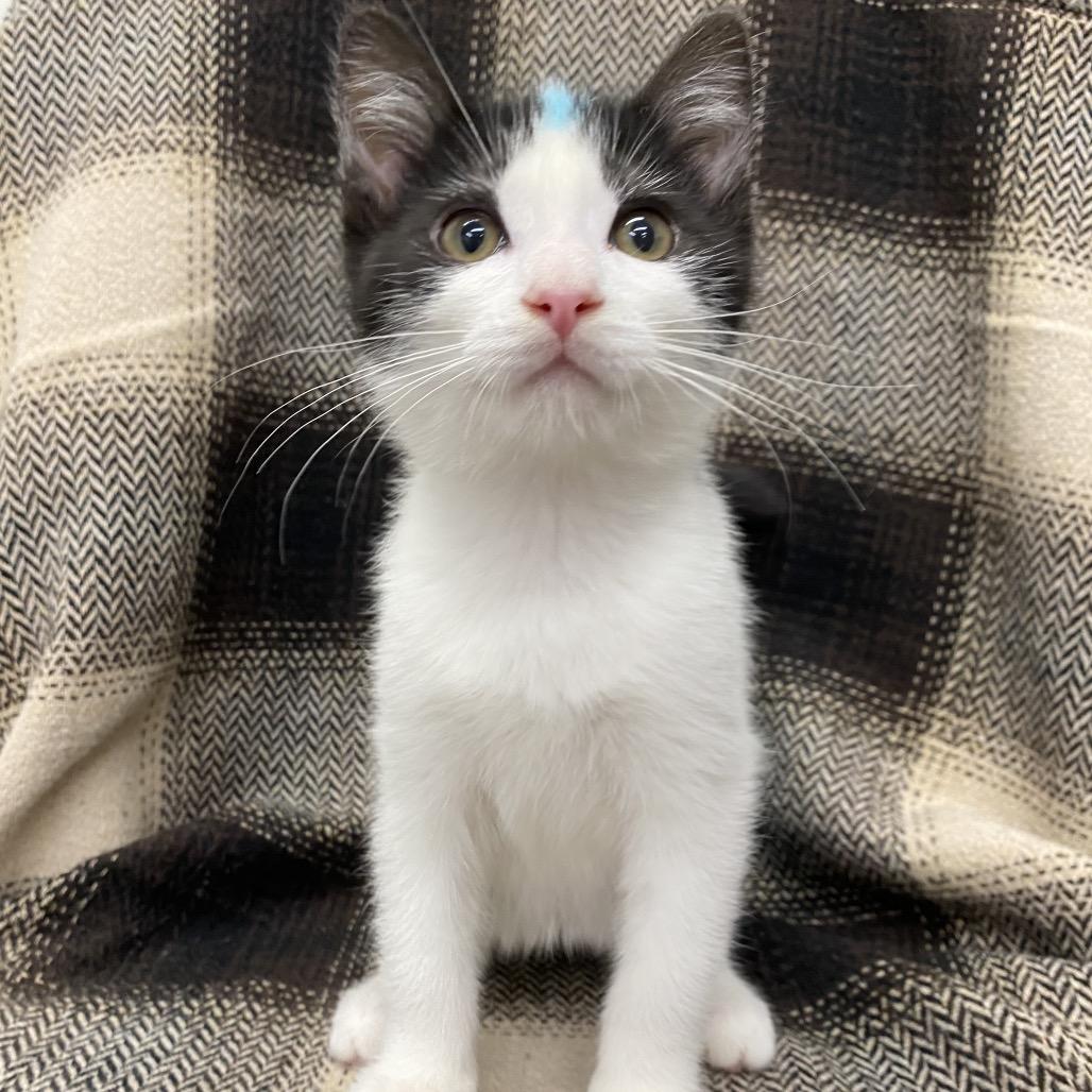 Crunch, a Adoptable Domestic Short Hair in Spokane, WA image 3/3