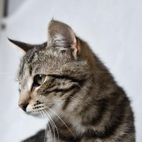 Enlarge Stitch, a Adoptable Domestic Short Hair in Johnson City, TN image 1/4