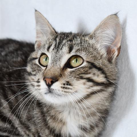 Enlarge Stitch, a Adoptable Domestic Short Hair in Johnson City, TN image 2/4