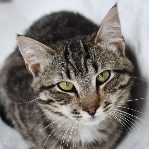 Enlarge Stitch, a Adoptable Domestic Short Hair in Johnson City, TN image 3/4