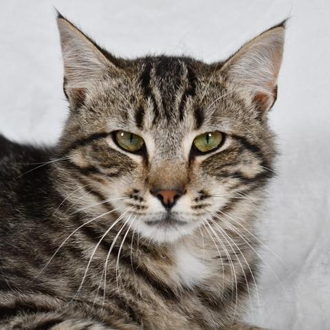 Enlarge Stitch, a Adoptable Domestic Short Hair in Johnson City, TN image 4/4