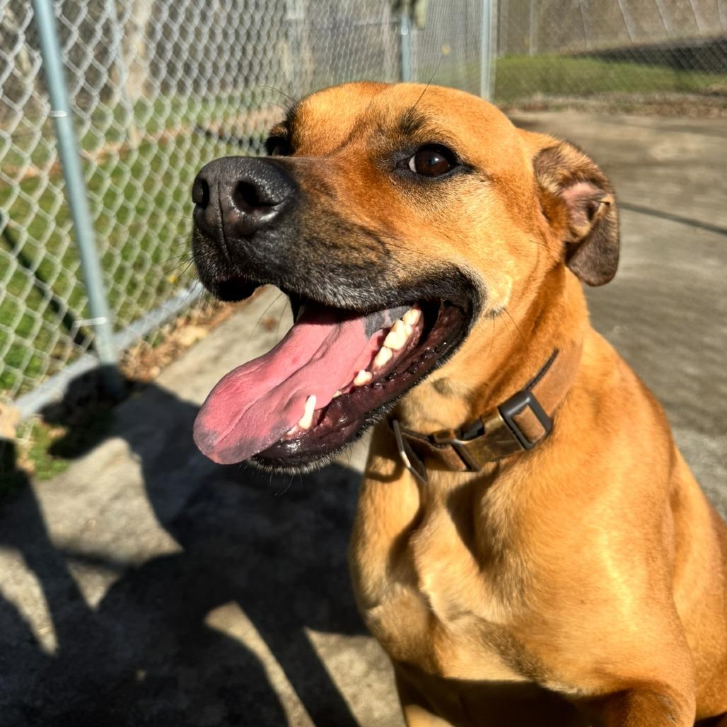 Lincoln, Adoptable, Adult Male Boxer & Terrier.