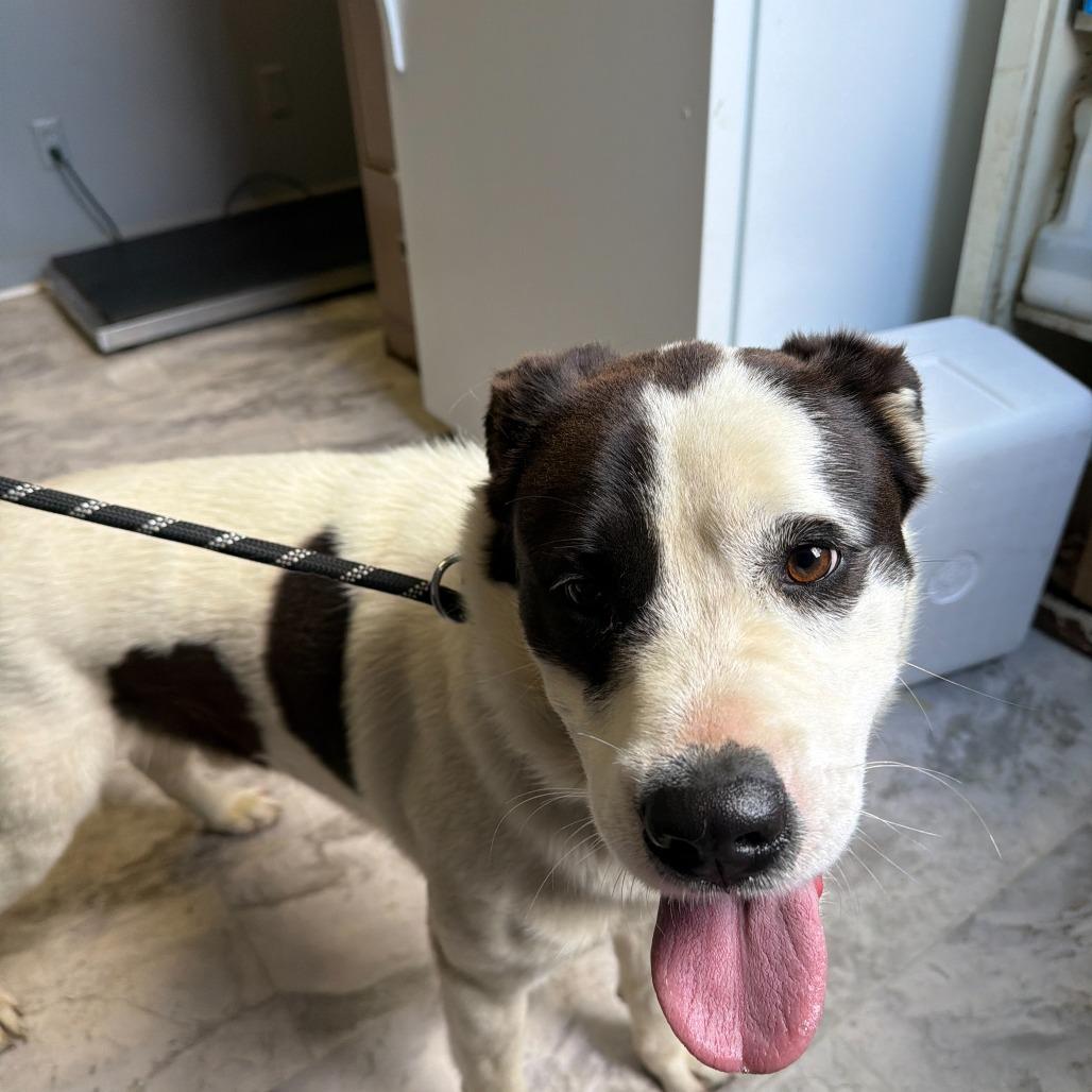 Wishbone, Adoptable, Adult Male Mixed Breed.
