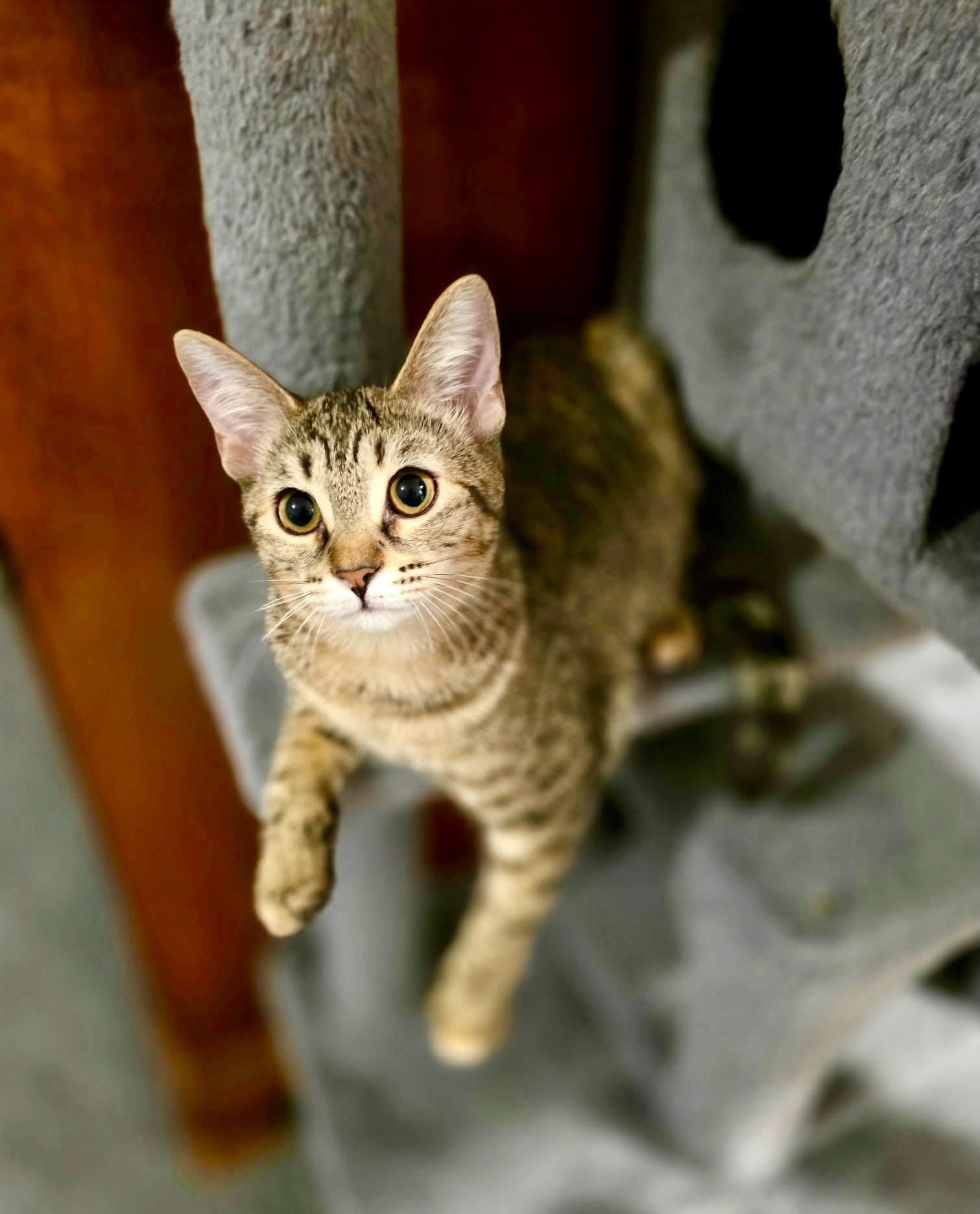Maya, Adoptable, Kitten Female Tabby.