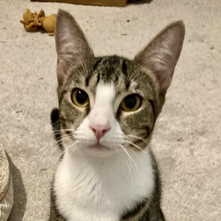Josie, Adoptable, Young Female Domestic Short Hair.