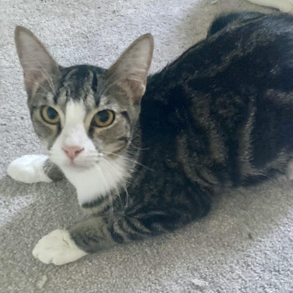 Enlarge Josie, a Adoptable Domestic Short Hair in Fort Lauderdale, FL image 2/3