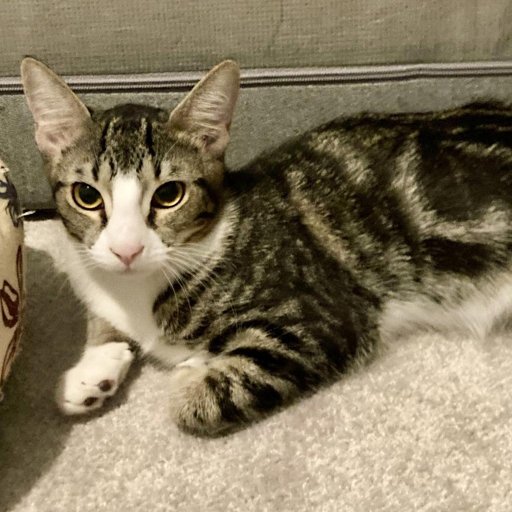 Enlarge Josie, a Adoptable Domestic Short Hair in Fort Lauderdale, FL image 3/3