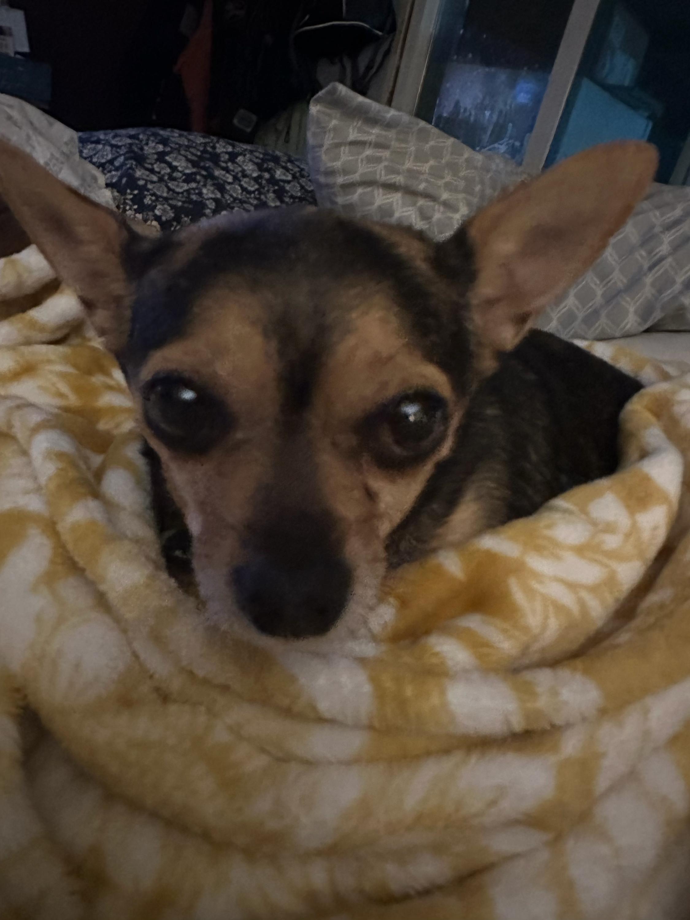 Ms. Mable, adopted, Senior Female Chihuahua & Mixed Breed.