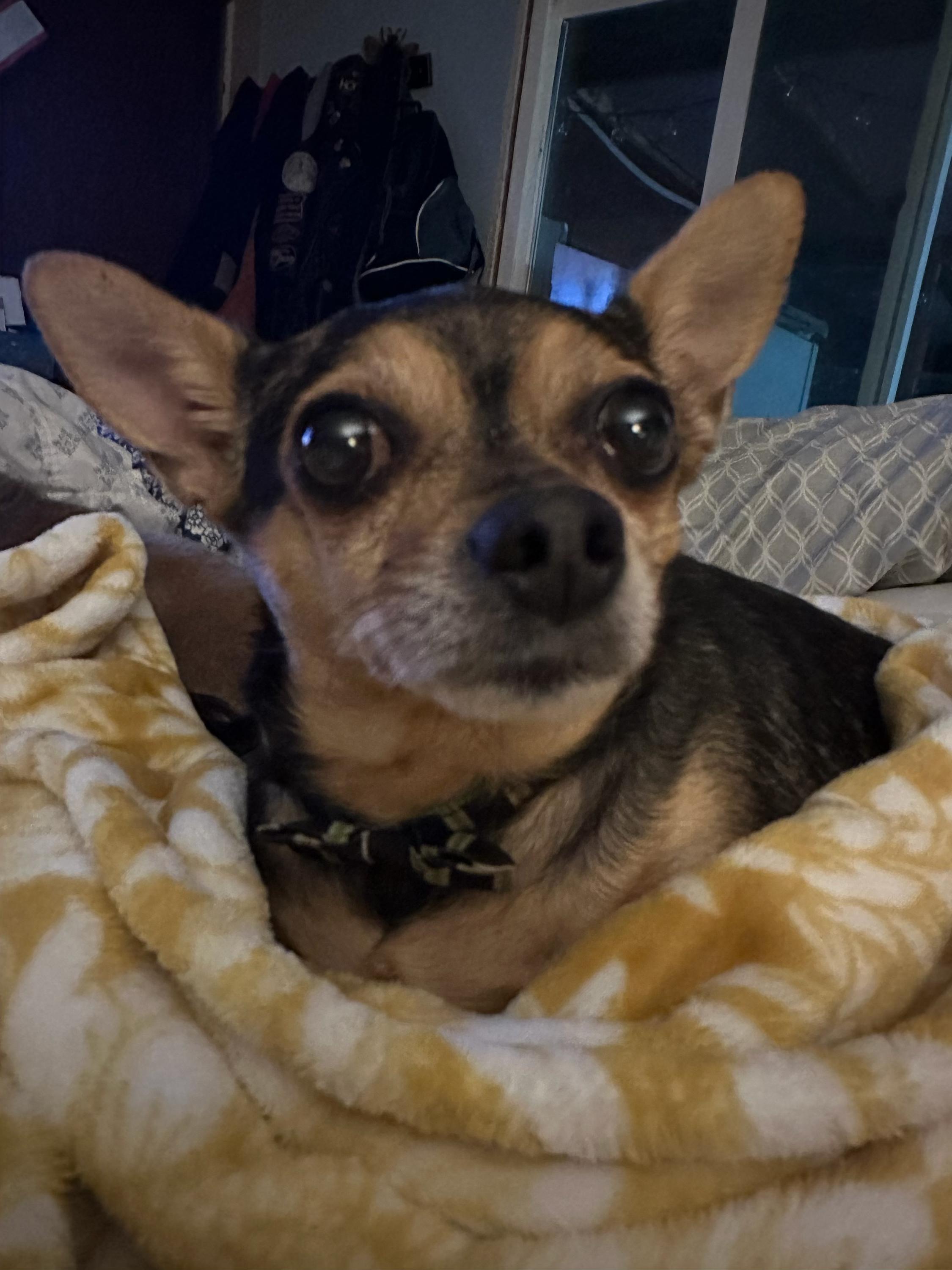 Ms. Mable, an adopted mixed breed in McMinnville, OR image 2/4