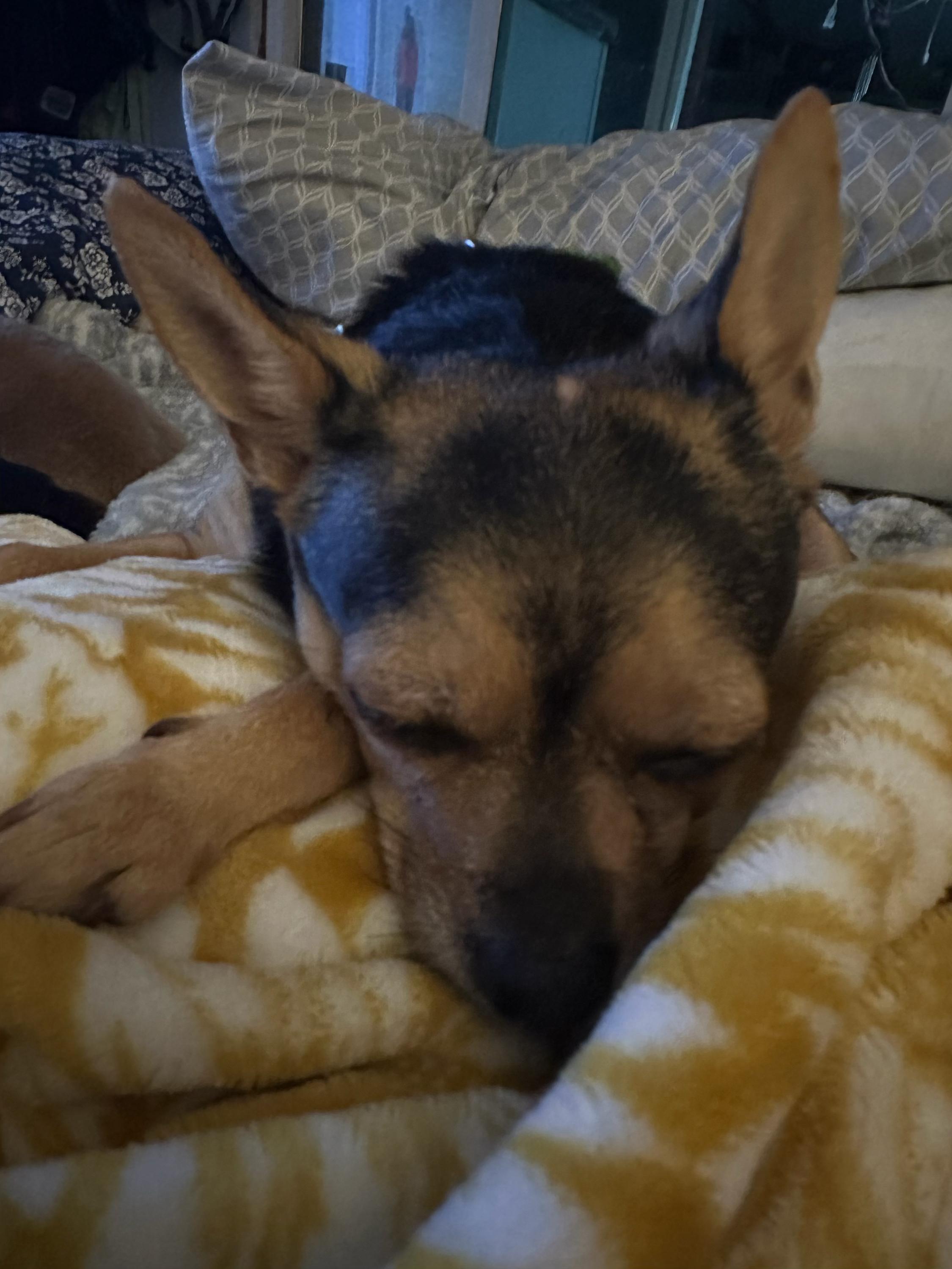 Ms. Mable, an adopted mixed breed in McMinnville, OR image 3/4