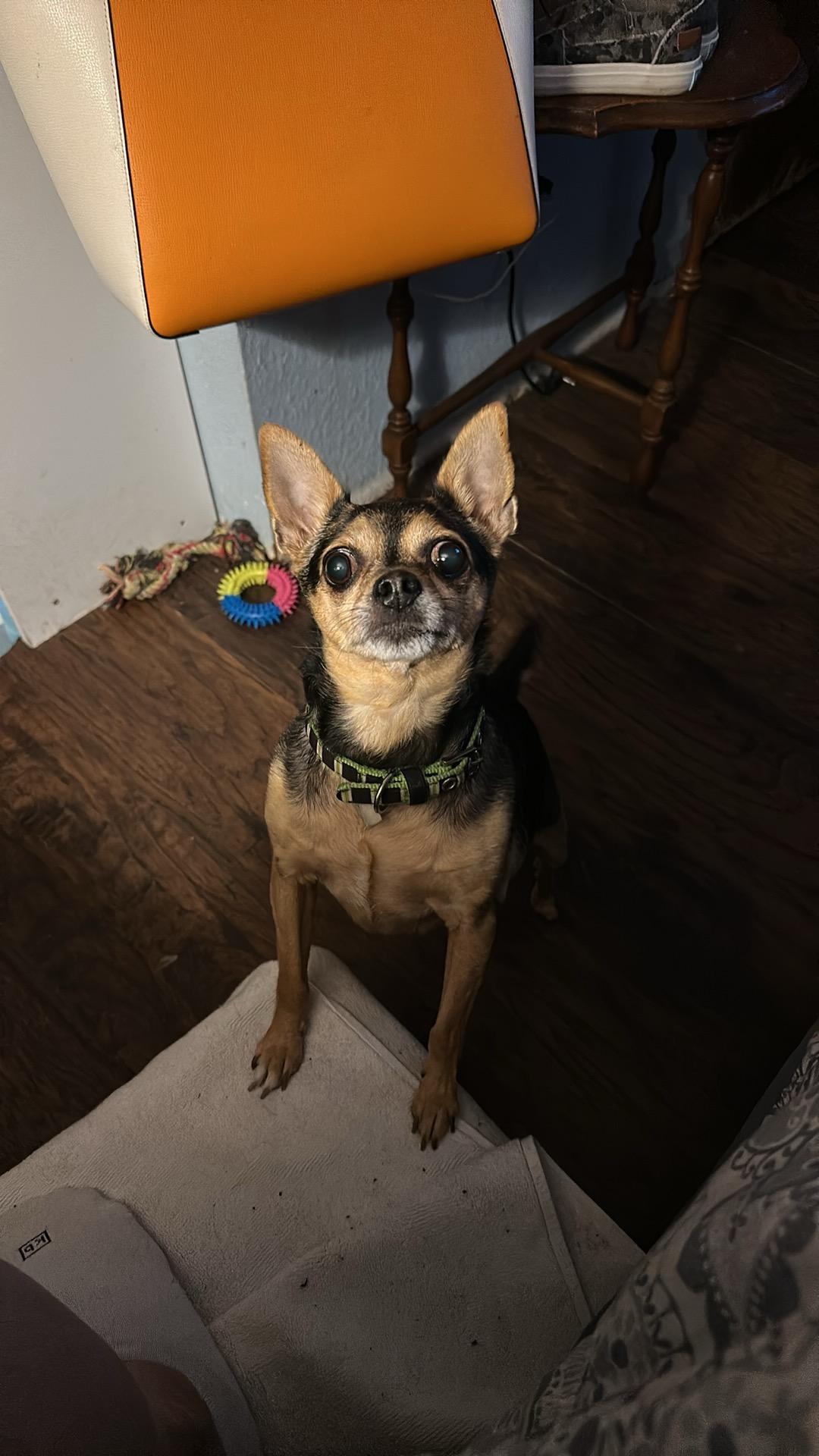 Ms. Mable, an adopted mixed breed in McMinnville, OR image 4/4