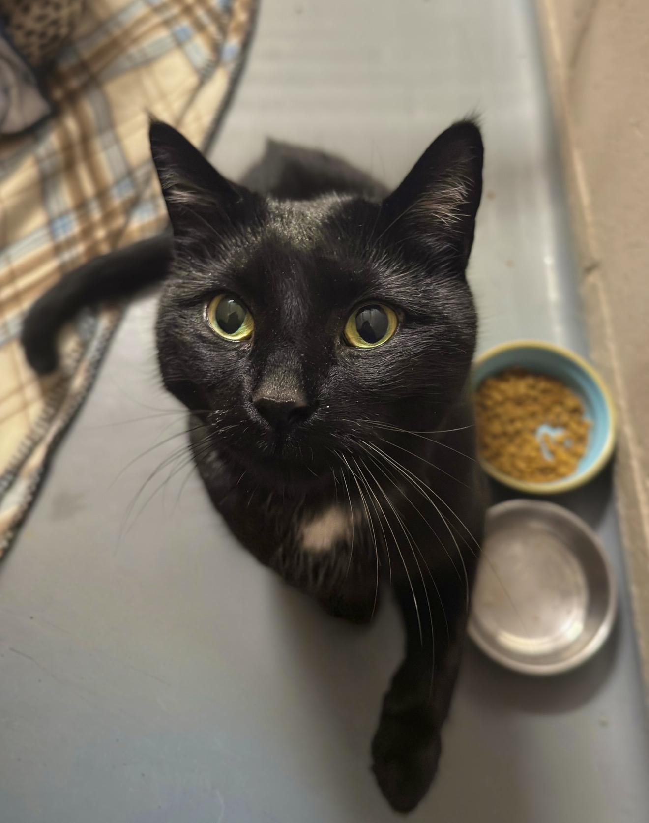 Enlarge Tux, a ADOPTABLE mixed breed in Bowmanville, ON image 1/2