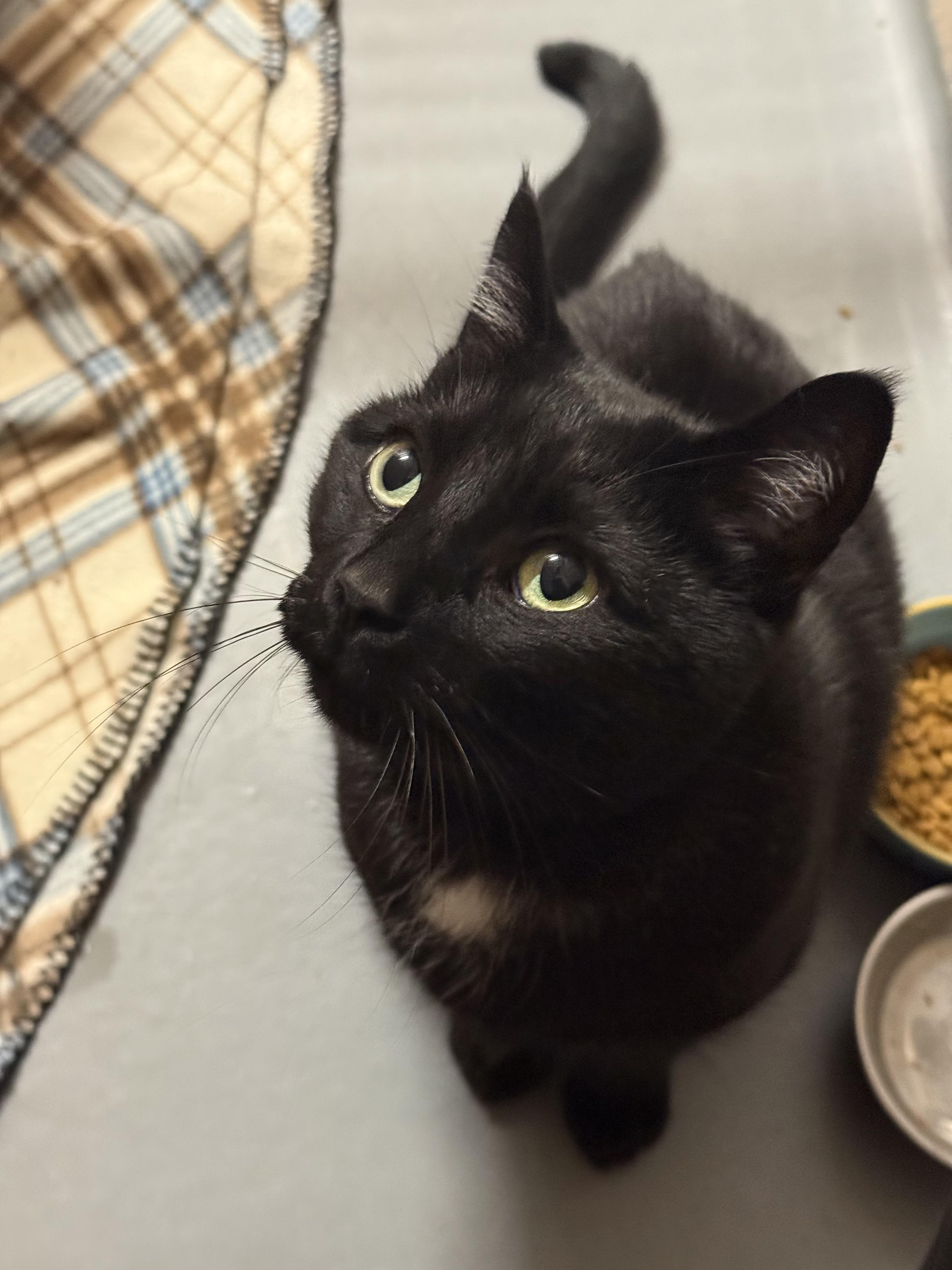 Enlarge Tux, a ADOPTABLE mixed breed in Bowmanville, ON image 2/2