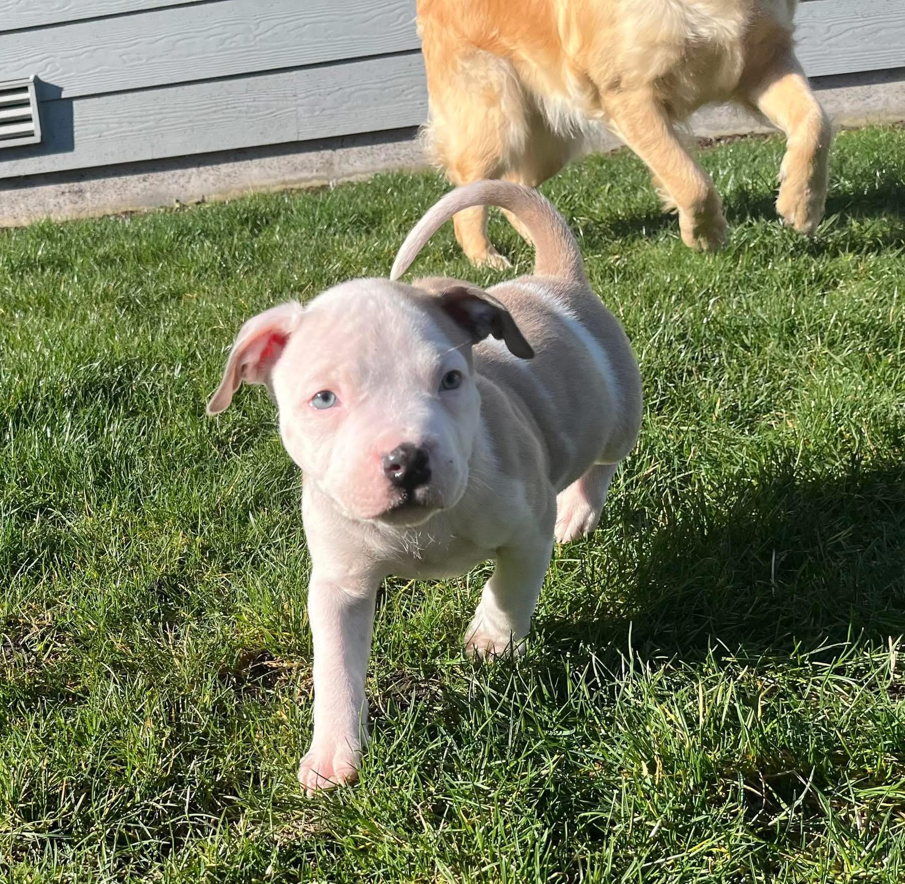 Ranch - male Puppy, adopted, Puppy Male American Bully.