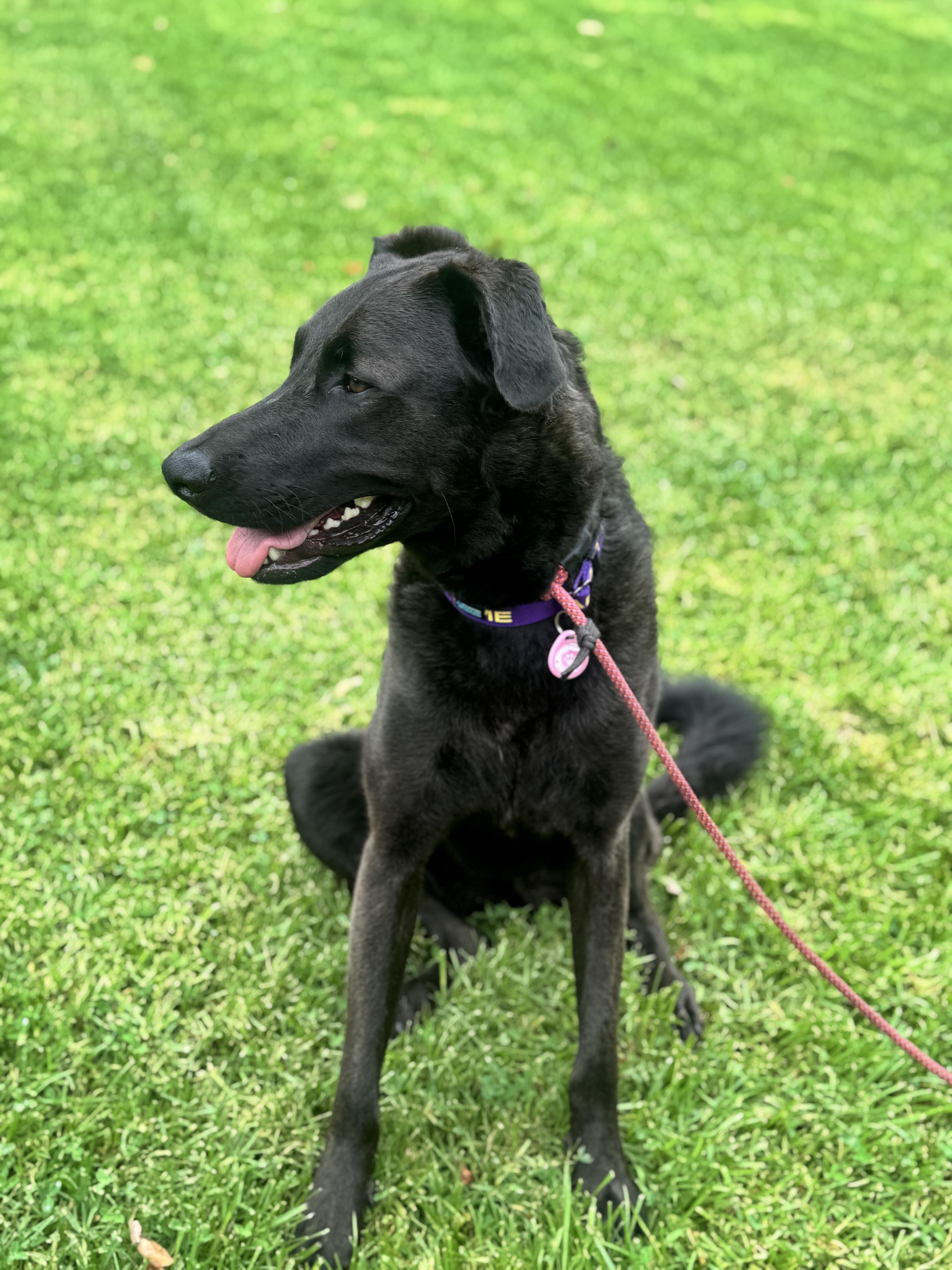 Enlarge Willow, a Adoptable mixed breed in Templeton , CA image 2/3