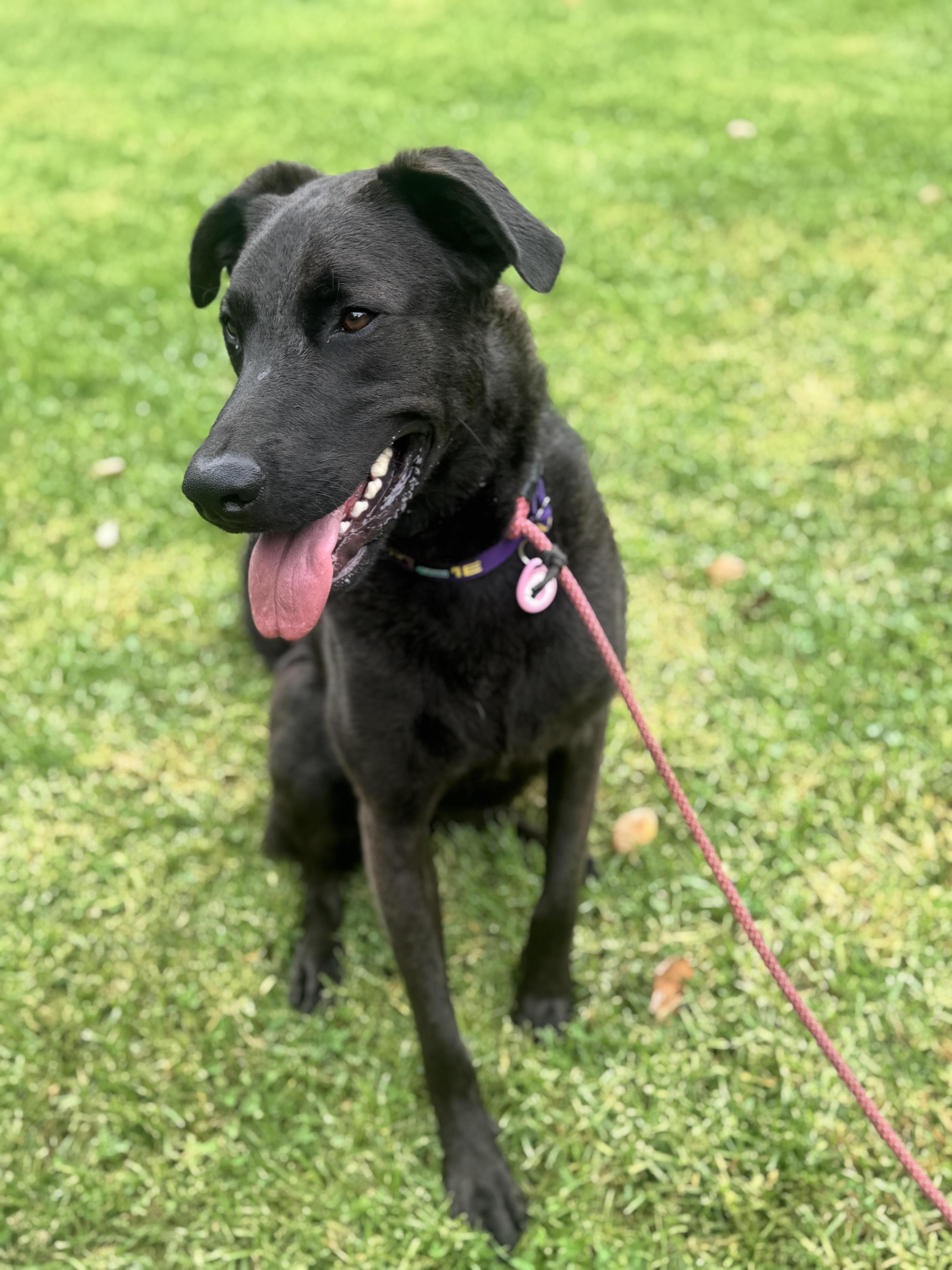 Enlarge Willow, a Adoptable mixed breed in Templeton , CA image 3/3